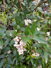 Gaultheria appressa