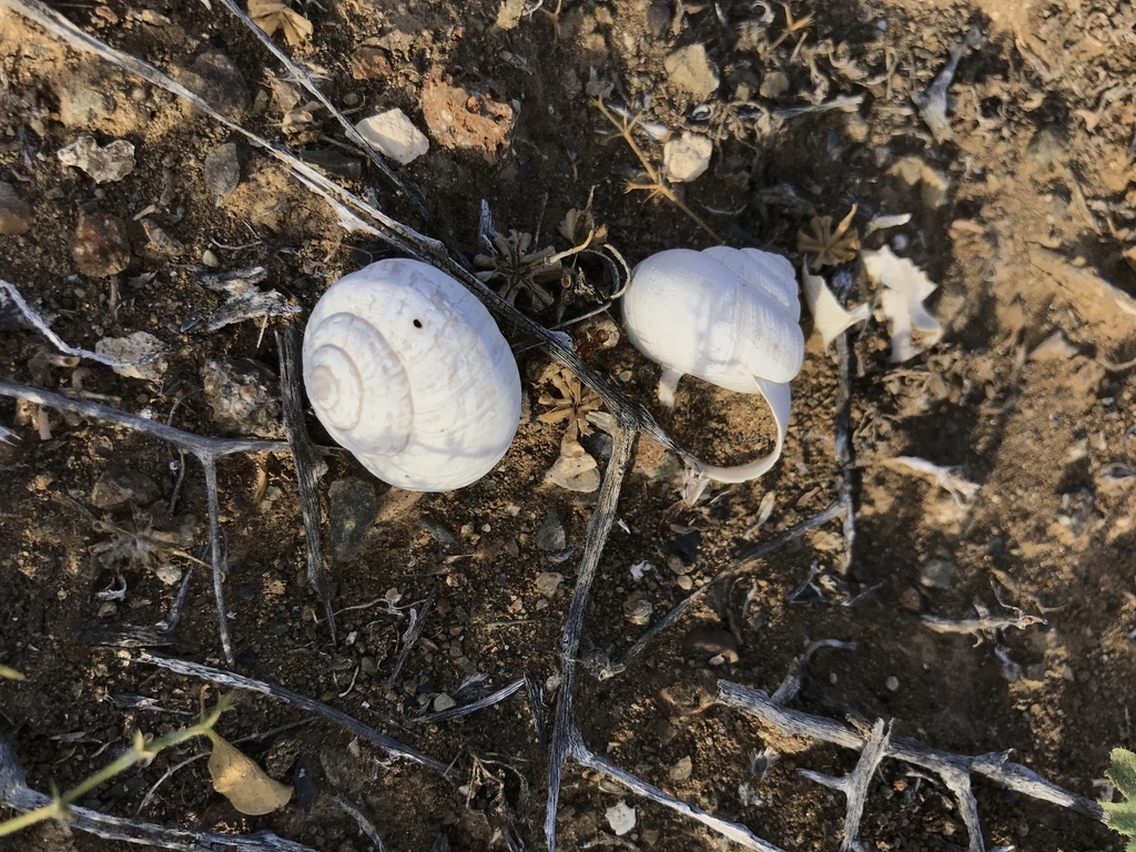Cactus Snails