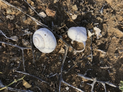 Cactus Snails
