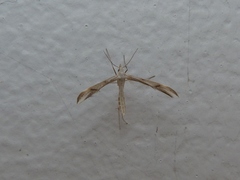 Platyptilia celidotus