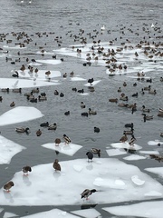 Chroicocephalus ridibundus