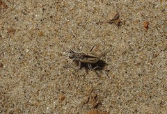 Zecicindela perhispida