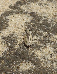 Zecicindela perhispida