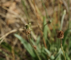 Plantago lanceolata