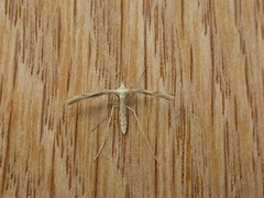 Platyptilia celidotus