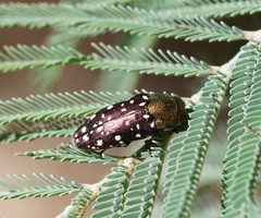 Diphucrania leucosticta