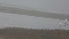 Egretta rufescens