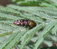 Diphucrania leucosticta