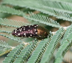 Diphucrania leucosticta