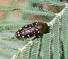 Diphucrania leucosticta