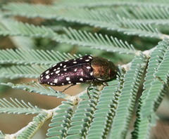 Diphucrania leucosticta