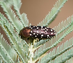 Diphucrania leucosticta