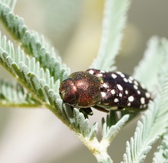 Diphucrania leucosticta