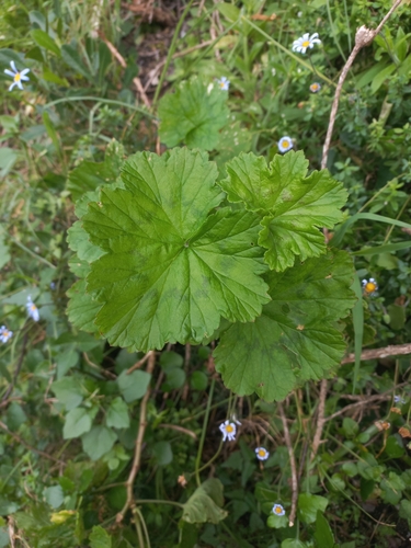 Image of Pelargonium zonale by (c) Brian du Preez, some rights reserved (CC BY-SA)