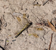 Orthetrum caledonicum