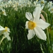 Narcissus × incomparabilis - Photo (c) Александр Тихонов,  זכויות יוצרים חלקיות (CC BY), הועלה על ידי Александр Тихонов
