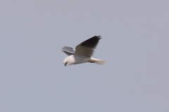 Elanus axillaris