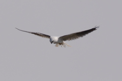 Elanus axillaris