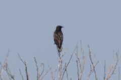 Sturnus vulgaris