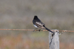 Rhipidura leucophrys
