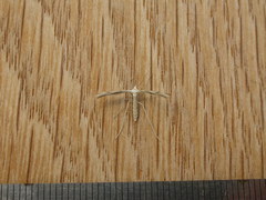 Platyptilia celidotus