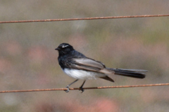 Rhipidura leucophrys