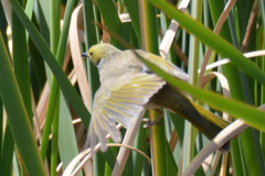 Ptilotula penicillata