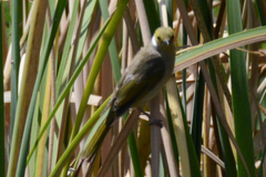 Ptilotula penicillata