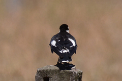 Grallina cyanoleuca