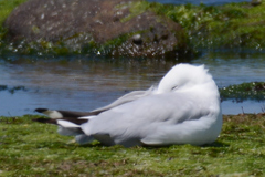 Chroicocephalus novaehollandiae