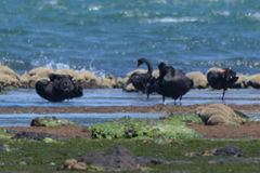 Cygnus atratus