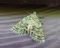 Pseudocoremia indistincta