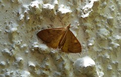 Mnesictena flavidalis