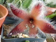 Stapelia