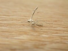 Platyptilia celidotus