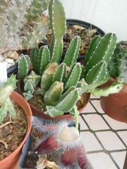 Stapelia