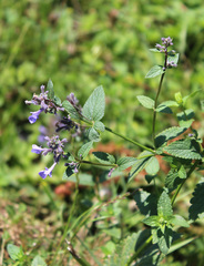 Nepeta grandiflora