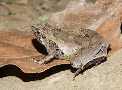 Microhyla berdmorei