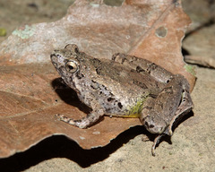 Microhyla berdmorei