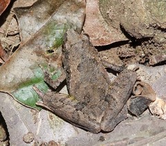 Microhyla berdmorei