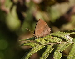 Surendra quercetorum