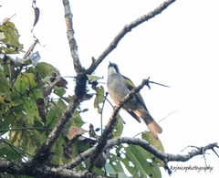 Hemixos flavala flavala