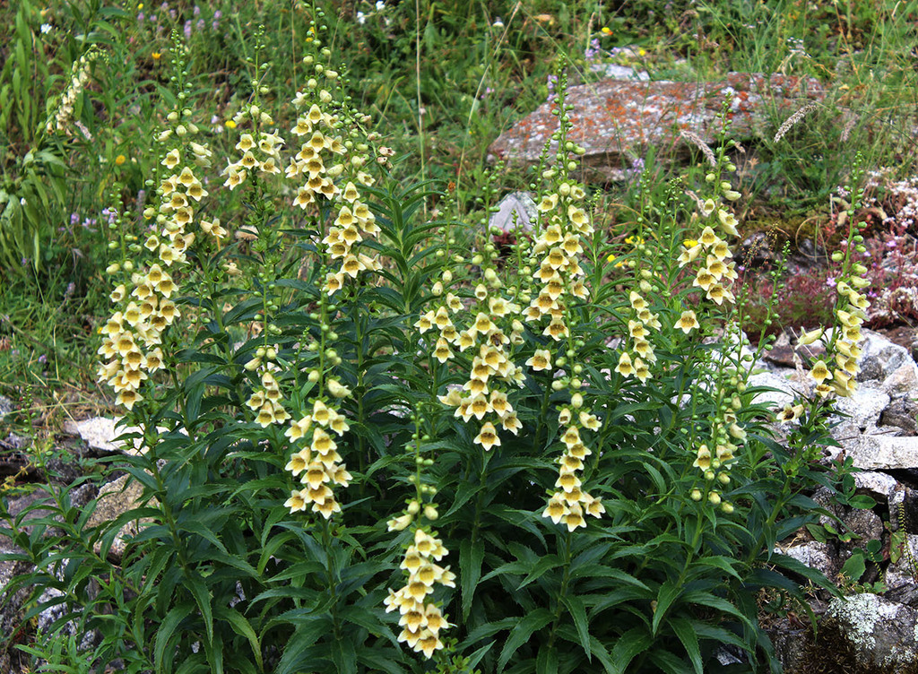 Large-flowered Foxgloves