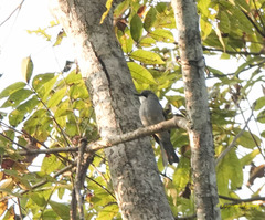 Hemixos flavala flavala