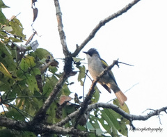 Hemixos flavala flavala