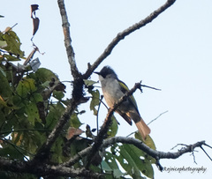 Hemixos flavala flavala