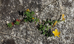 Hypericum nummularioides
