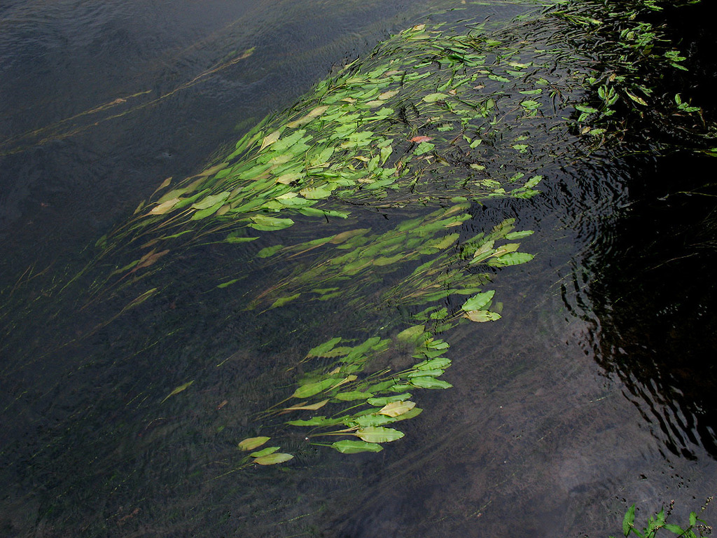 Potamogeton × fluitans