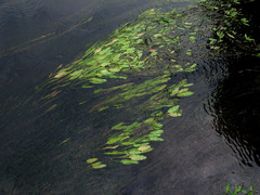 Potamogeton × fluitans