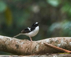 Enicurus immaculatus